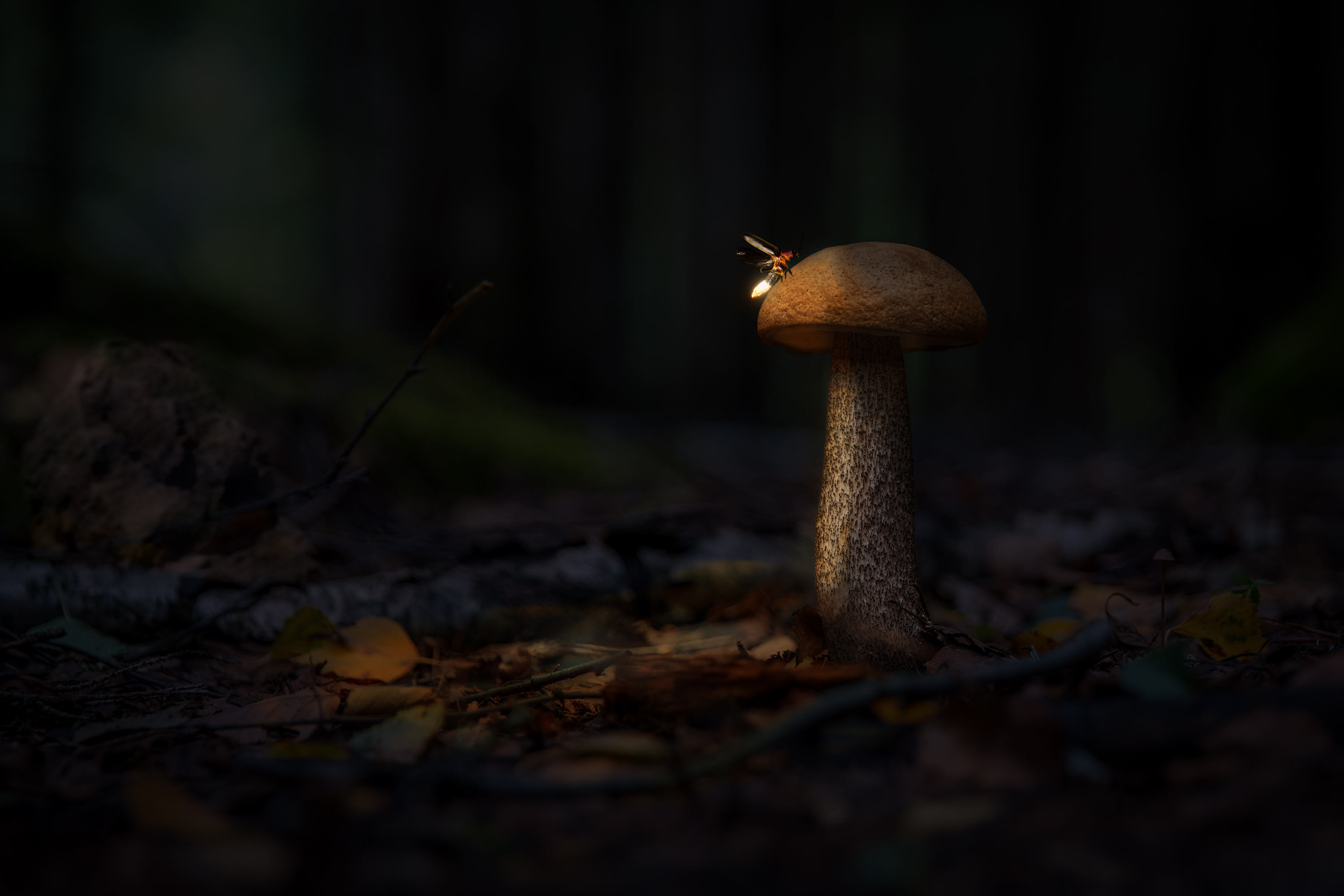 Firefly and Mushroom