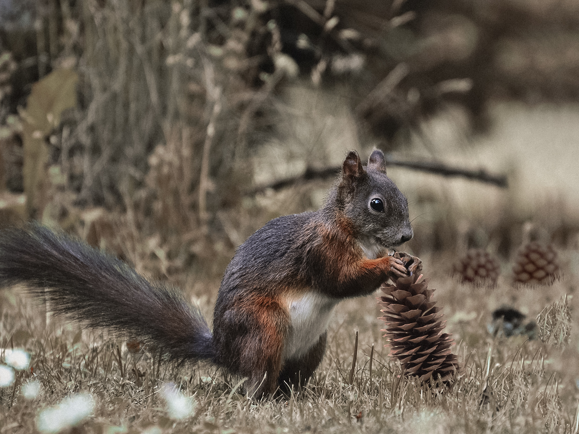 Red Squirrel